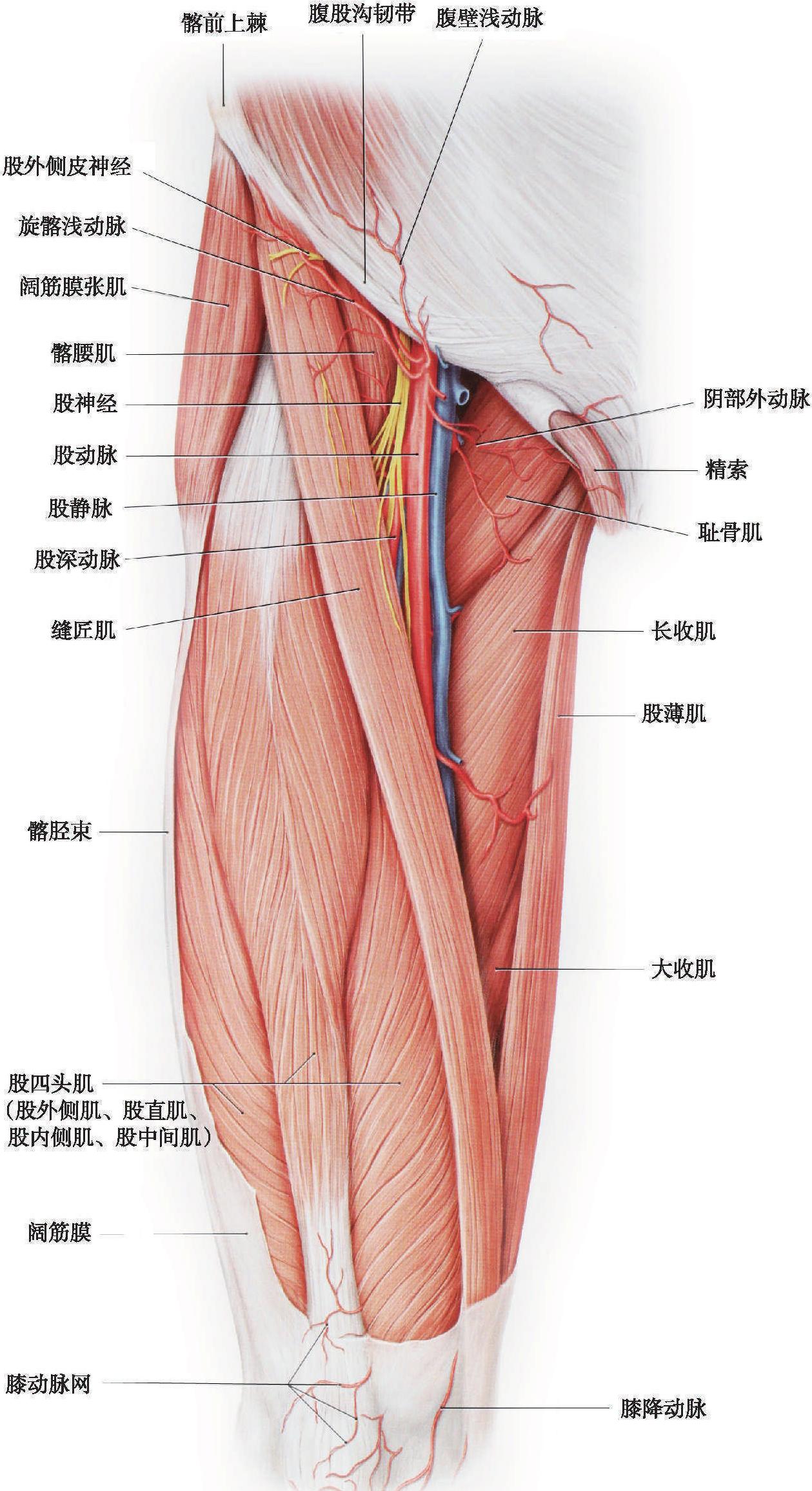 局部解剖